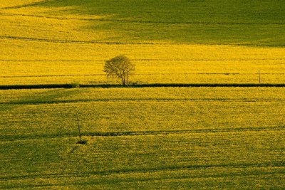 Golden tree