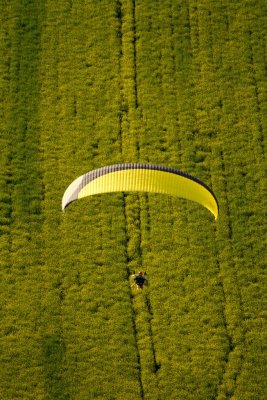 Field of gold