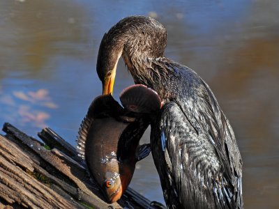 Anhinga