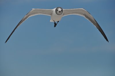 Laughing Gull