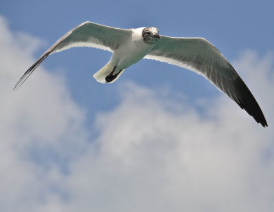 Laughing Gull