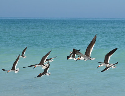 Black Skimmers