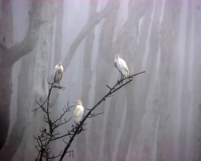 Cattle Egret