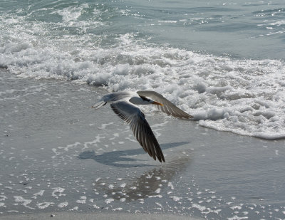 Royal Tern