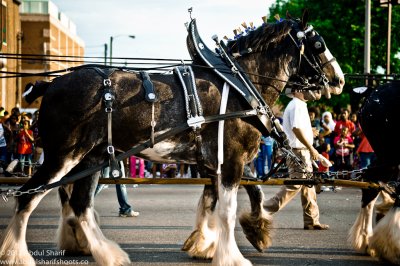 Pegasus Parade 2012