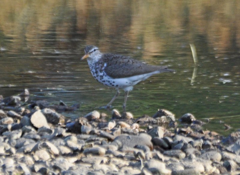 Spotted Sandpiper