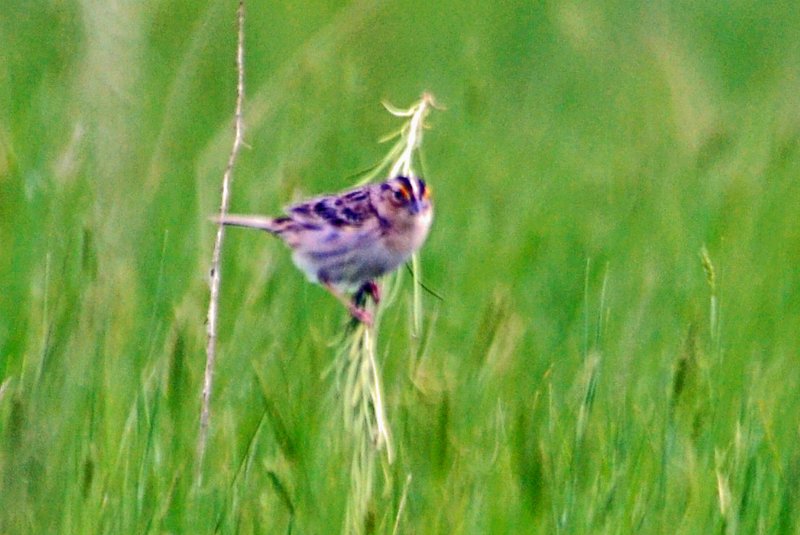 Grasshopper Sparrow