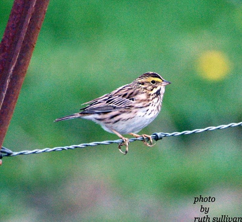 Savannah Sparrow