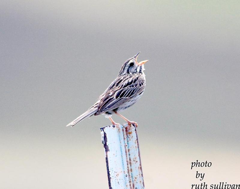 Savannah Sparrow