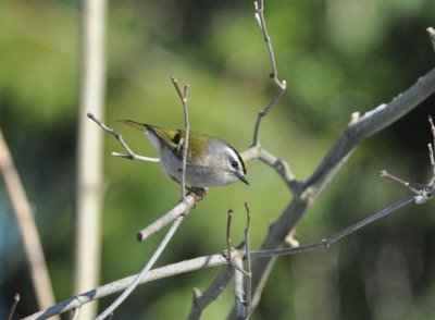 Golden Crown Kinglet