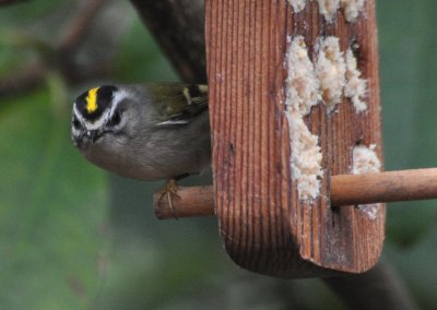 Golden Crown Kinglet