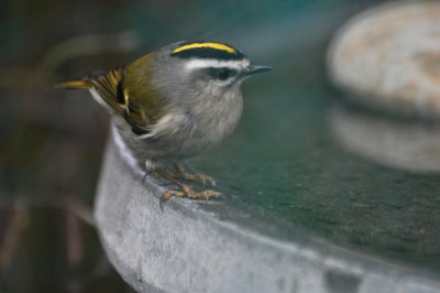 Golden Crown Kinglet