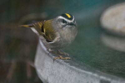 Golden Crown Kinglet