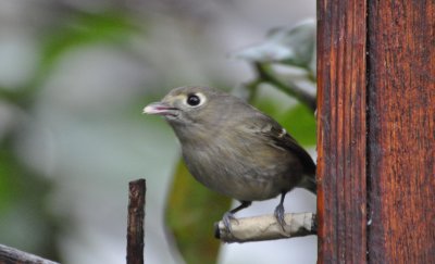 Hutton's Vireo