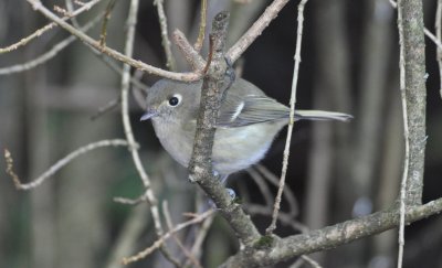 Hutton's Vireo