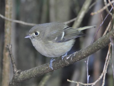 Hutton's Vireo