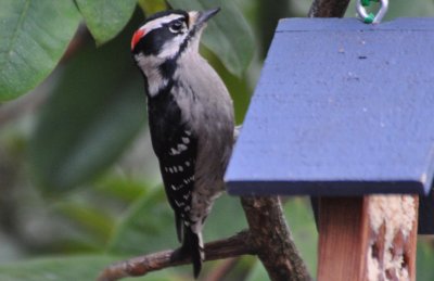 Downy Woodpecker