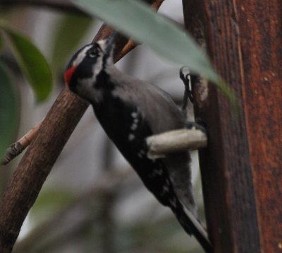 Downy Woodpecker