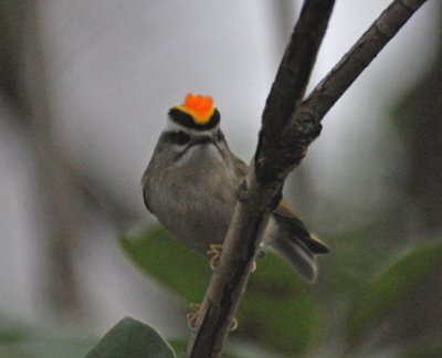 Golden Crown Kinglet