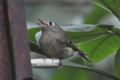 Ruby Crowned Kinglet