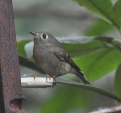 Ruby Crowned Kinglet