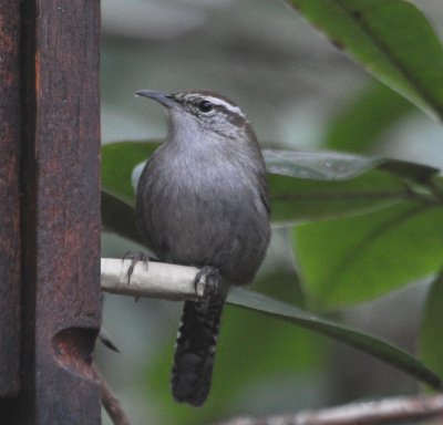 Bewick's Wren