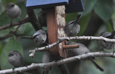 Bushtits