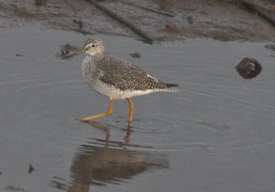 Greater Yellowlegs