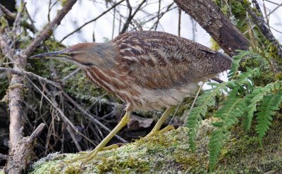 American Bittern