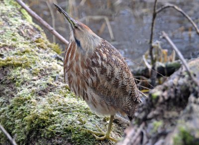 American Bittern