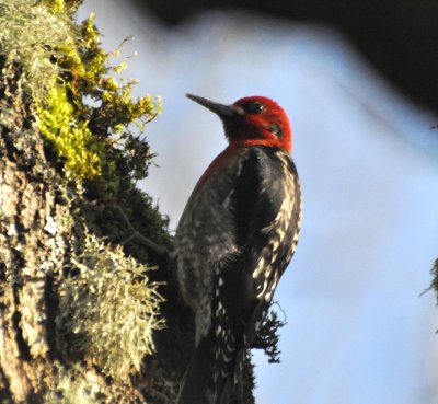 Red-Breasted Sapsucker