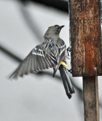 Yellow-rumped Warbler