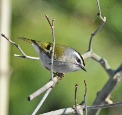 Golden Crown Kinglet