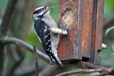 downy_woodpecker