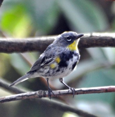 Yellow-rumped Warbler