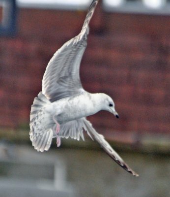 Ring-billed Gull