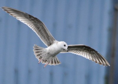 Ring-billed Gull