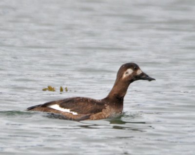 White-winged Scoter 1st winter male