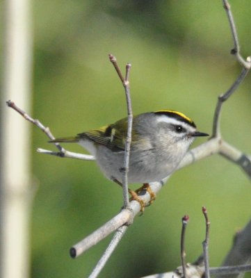 Golden Crown Kinglet
