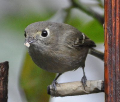Hutton's Vireo