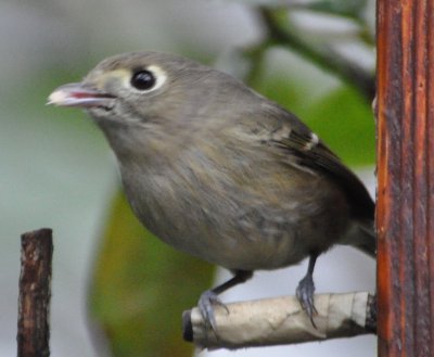 Hutton's Vireo