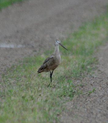 Marbled Godwit