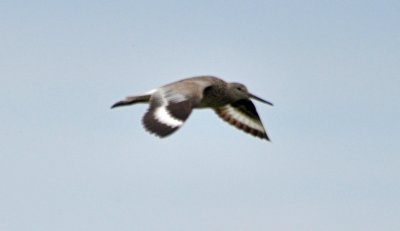 Willet