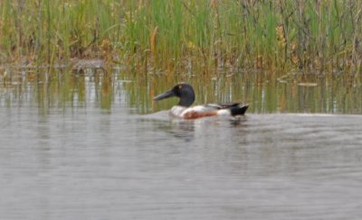 Northern Shoveler
