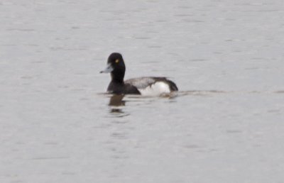 Lesser Scaup