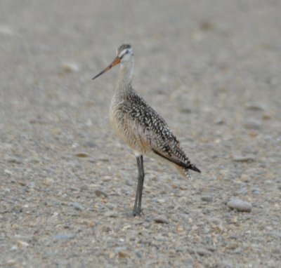 Marbled Godwit