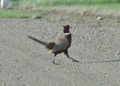 Ring-necked Pheasent