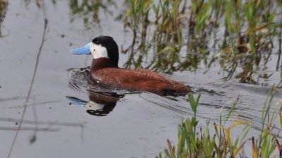 Ruddy Duck