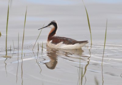 Wilson's Phalarope
