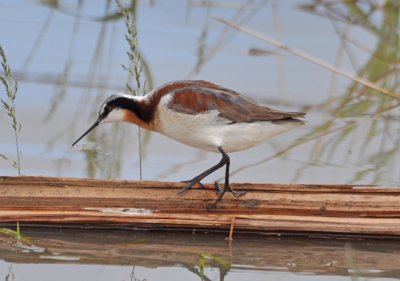 Wilson's Phalarope
